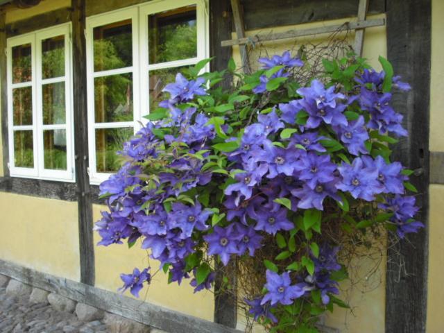 Landhaus Kiesow Suderburg ภายนอก รูปภาพ